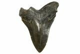 Serrated, Fossil Megalodon Tooth - South Carolina #321319-1